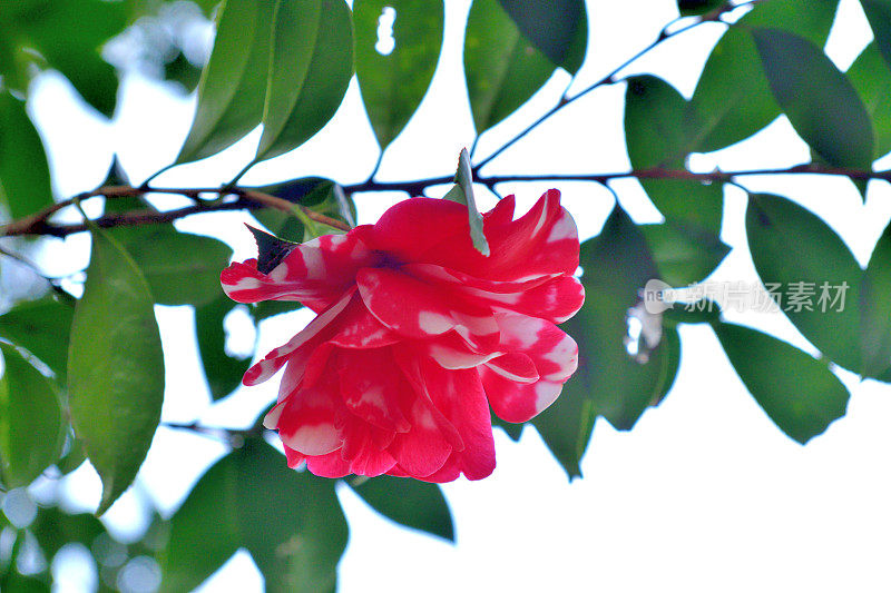 茶花/日本茶花:白色，粉红色，红色